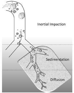 Deposition: main mechanisms - Inertial transport (impaction): large particles (6-10 μm); high flow velocity; mainly in the upper and large airways.