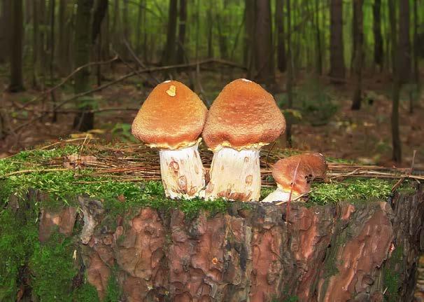 Mushrooms decompose a tree stump.