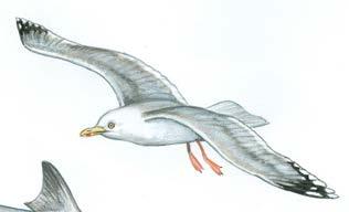 tertiary (carnivore) golden eagle dusty shark herring gull secondary s