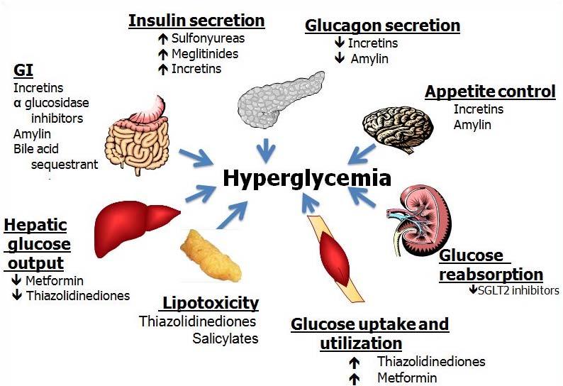 Efficacy Patient Acceptance Hypoglycemia Weight Gain Adverse