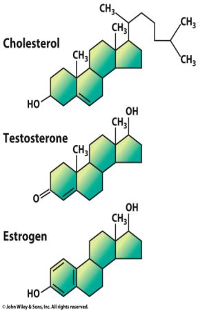Proteins Steroids are based on the lipid cholesterol molecule They include the molecules used as sex hormones,