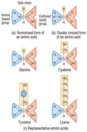 a. in the polypeptide chain Tertiary Structure is the 3-D shape of a polypeptide chain and determines how it