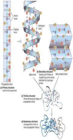 This process involves dehydration synthesis Polypeptide chains contain 1 to 2 amino acids Fibrous proteins are