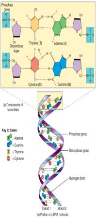 Enzymes Enzymes are special proteins that catalyze (speed up) metabolic reaction in all living cells Some enzymes consist of two parts An apoenzyme protein portion A non-protein portion called a