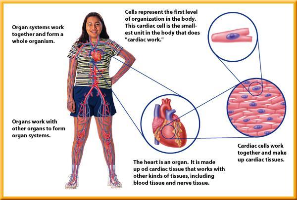 Systems The Human Organism A group of organs that work