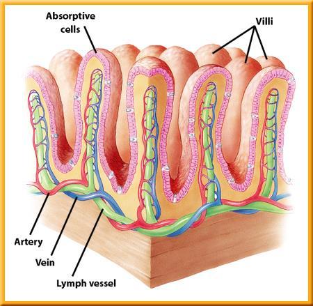 2 Circulation and Digestion The function of the villi is to