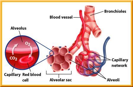 2 How Your Body Works Oxygen Absorption Alveoli are clusters of tiny,