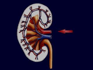 2 Nephrons How Your Body Works The kidney is made up of millions of tiny