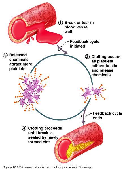 2 Blood Clotting blood clotting is usually not good for the body, but if is