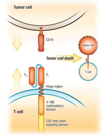 CTL019 Introduction The chimeric antigen receptor consists of T- cell activation domains coupled to anti-cd19 single-chain variable fragments The intracellular T-cell receptor CD3-zeta chain