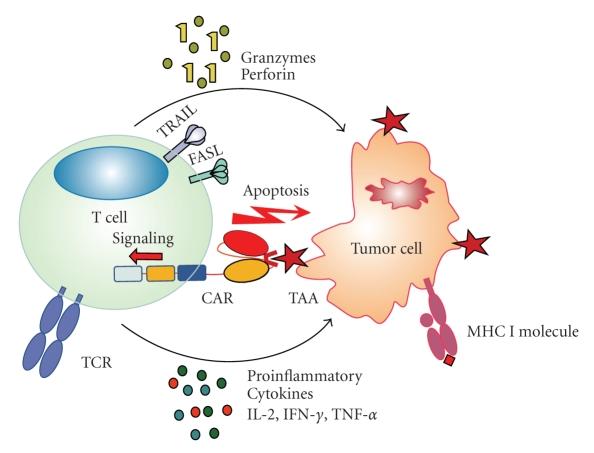 CTL019 T cells Mode of Action Recognition of a common protein (CD19) by chimeric antigen receptor (CAR) Signaling through CD3 intracellular pathway Activation of Th and CTL responses - Expansion of