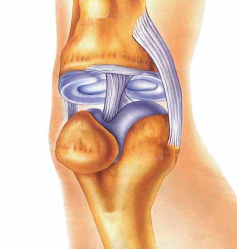 Femur Patella Lateral Collateral Anterior Cruciate Medial Collateral Meniscus Fibula Tibia tthe knee is one of the most important and most complex joints in the body, but is also the most vulnerable.