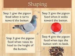 Shaping Shaping is crucial to operant conditioning.