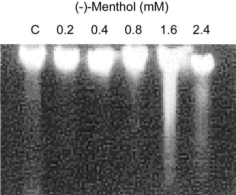 Figure 2. DNA damage of SNU-5 cells after (-)-Menthol treatment for 24 hours.
