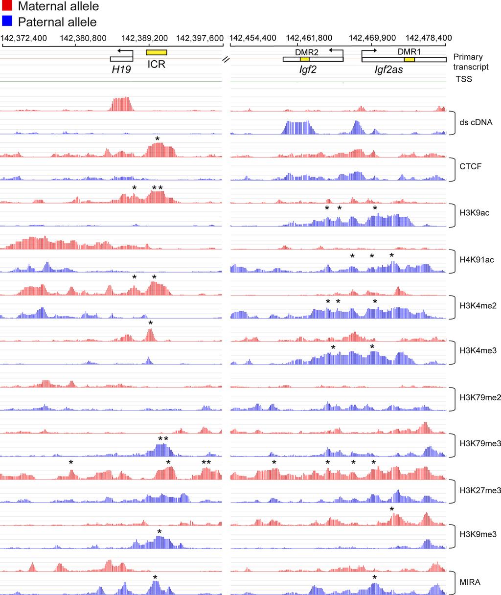 1760 SINGH ET AL. MOL. CELL. BIOL. FIG. 2. High-resolution allele-specific analysis of the H19, Igf2, and Igf2as imprinted genes.