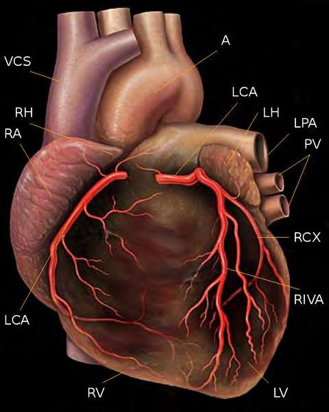 Figure 41. Coronary arteries. Available at: theheart.org.