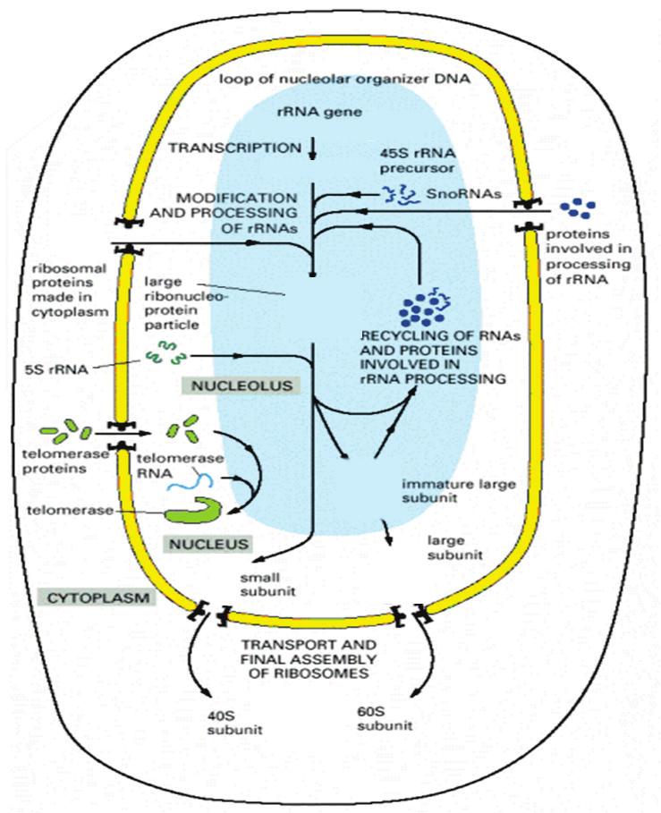 Ribosome Synthesis in Bacteria Ribosomal genes (rdna) transcription