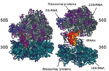 Eukaryotic ribosome composition ADDITIONAL