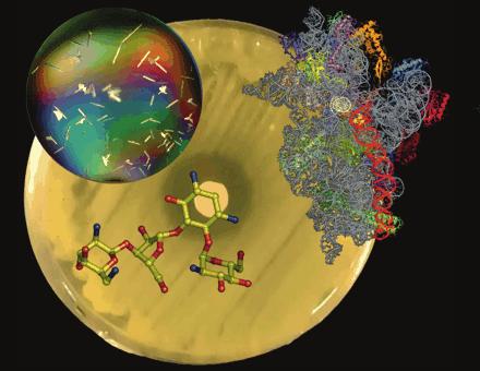 The aminoglycoside antibiotic paromomycin binds to the small ribosomal