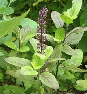 17-21 CONCLUSION The medicinal plant Tulsi which is regarded as the Queen of the Herb because its medicinal properties and mythological value too.