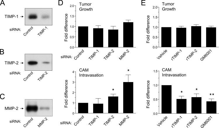 FIGURE 4. Functional role of TIMPs in tumor cell intravasation.