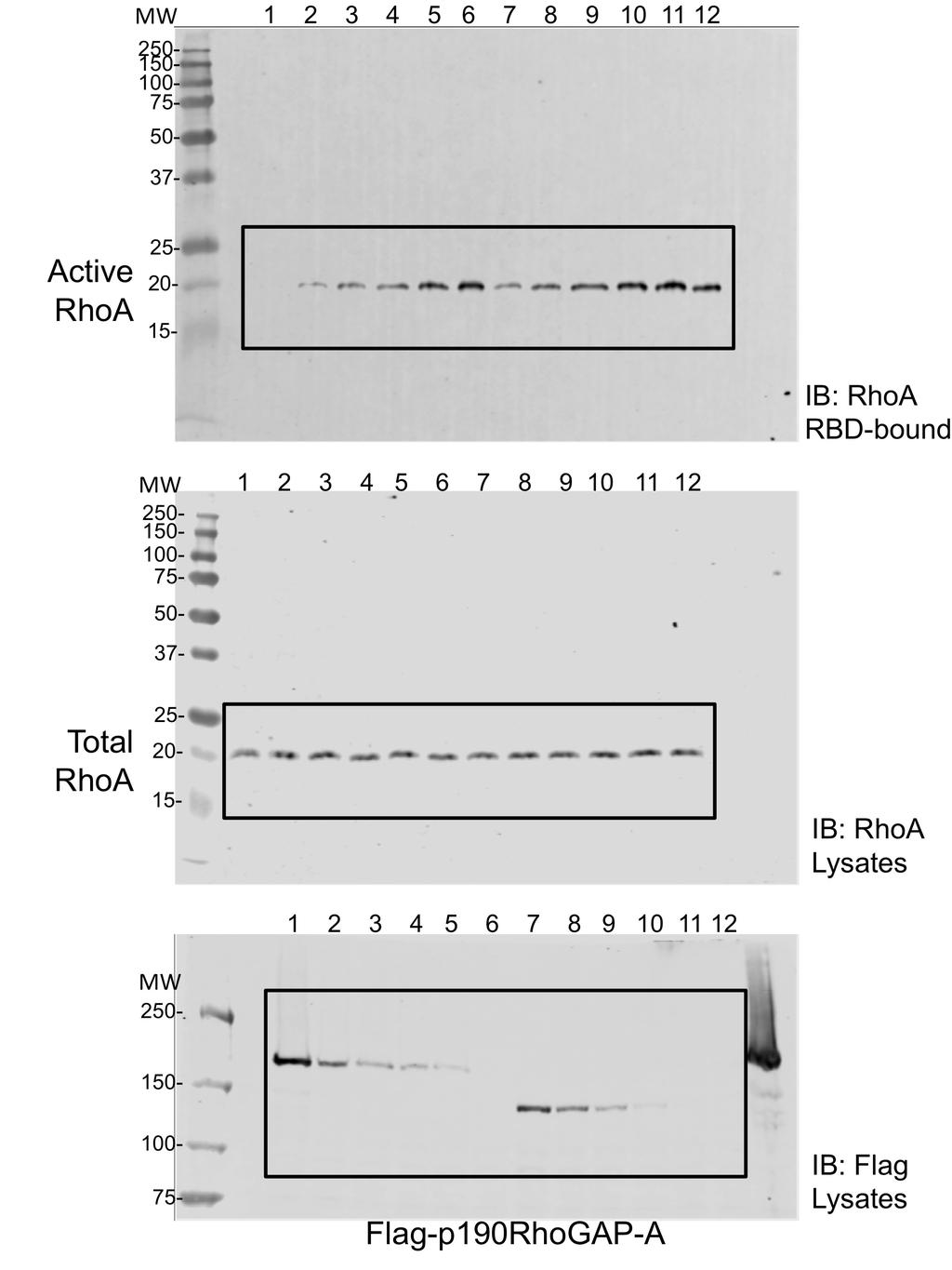 Supplementary Figure 5. Uncropped immunoblots from Figure 5 the main text.