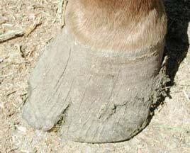 WATER & HOOFFUNCTION Cellular functions rely on adequate tissue hydration Dermal blood flow delivers nutrients to the hoof Adequate hoof moisture responsible for foot strength, elasticity and