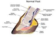 hoof wall keeps the bones of the leg from coming through bottom of foot 23 LAMINITIS