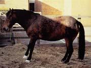 FACTORS FOR LAMINITIS Laminitis is the possible RESULT of many disease conditions