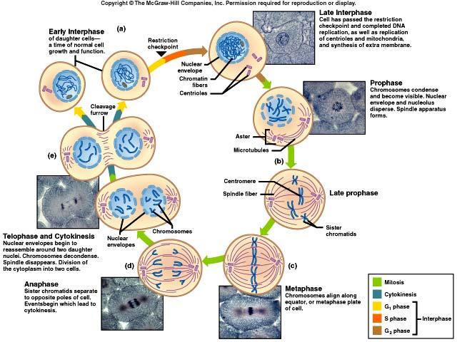 Mitosis produces two daughter cells from an original cell nucleus divides karyonkinesis cytoplasm divides cytokinesis Stages: prophase chromosomes form; nuclear envelope disappears metaphase