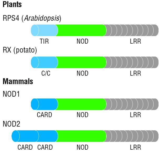 NOD1 & NOD2 recognize peptidoglycan substructures and promote innate immune responses NOD1 and NOD2 are intracellular molecules and resemble some plant disease resistance proteins; best understood of