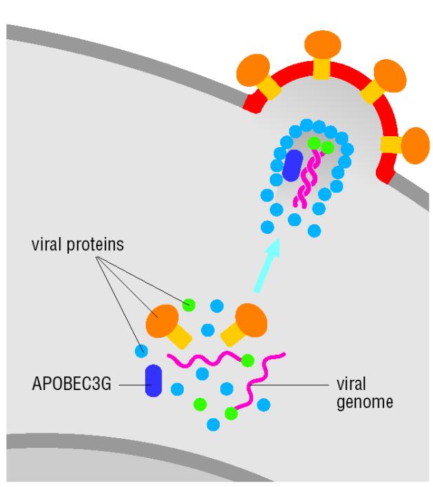 Viral Immunity Viruses evolve extremely rapidly, great challenge for innate immunity Anti-viral immunity