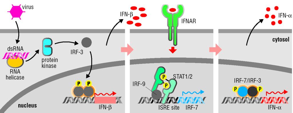 Virus-infected cell produces interferon to act on neighboring cells Interferon-α Virus-infected cell Infected cell makes interferon, uninfected cells respond to