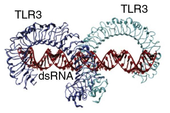 Toll-like receptors directly bind ligands (mostly) Moresco, LaVine