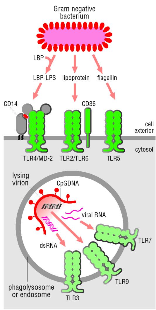 TLRs TLRs that recognize nucleic acids are localized inside cells