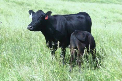 Natural grazing in South Africa Veld: Summer early summer grazing supplies nearly all the nutrients
