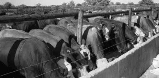Content Nutri Feeds product range for Ruminants Ruminants how do they digest feed?