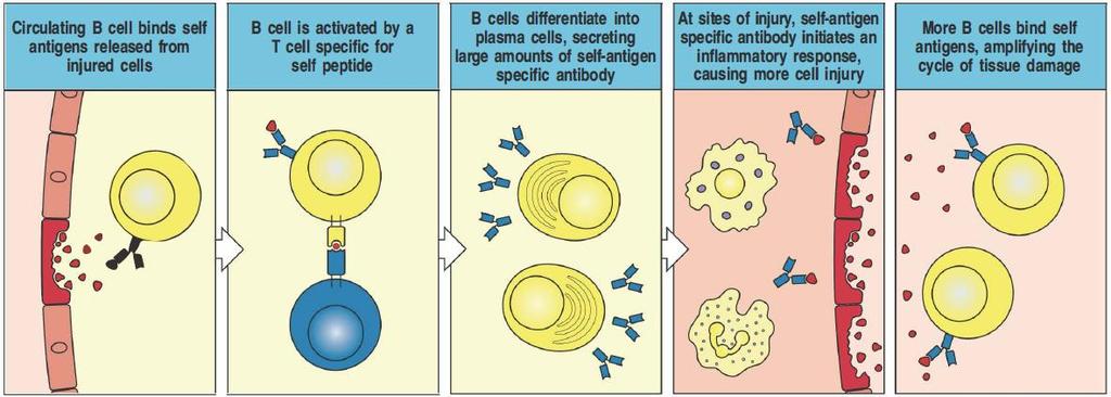 chronic autoimmune diseases high number of self antigen limiting of immune response is hardly
