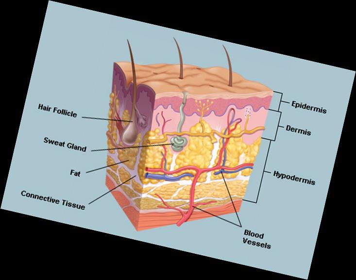 Homeostasis in the Integumentary System Epidermis Outermost layer
