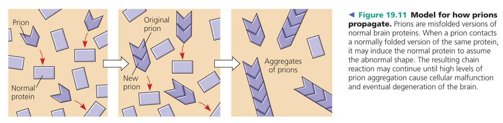 Why did prions challenge the Central Dogma?