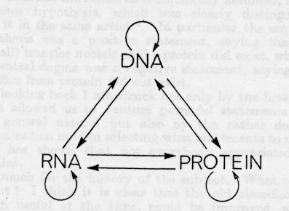 Development of the Central Dogma" Crick proposed the