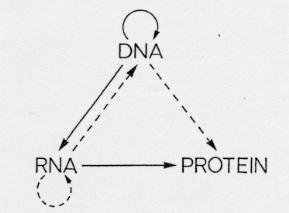 flow: from nucleic acid to proteins.