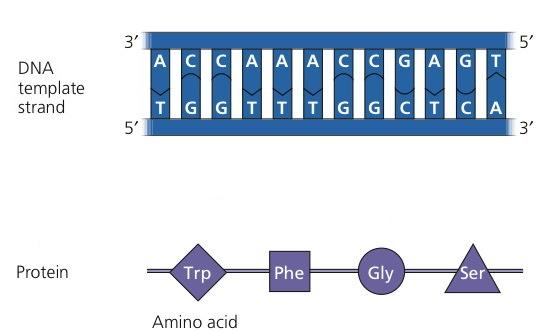 Genetic information is used to synthesise proteins" Genetic information refers to the linear sequence of nucleotides in DNA.