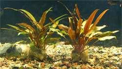 Fungsi utama tumbuhan akuatik ialah untuk menghias dan mencantikkan akuarium.