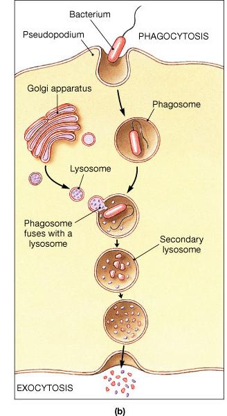 Phagocytosis Pseudopodia surround the molecule and the