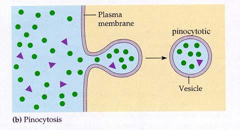 Pinocytosis The cell membrane forms an invagination