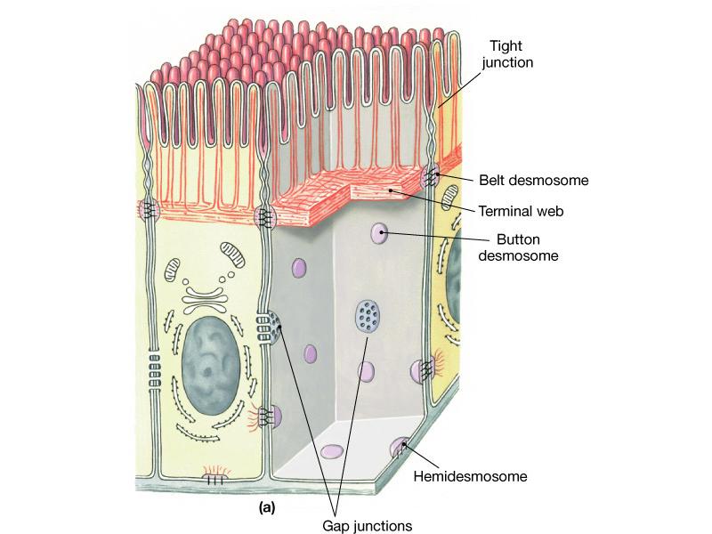 Cell Junctions There are three major types of cell