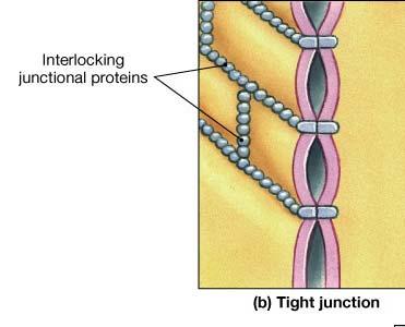 Tight junction-holds cells together Does not allow molecules & water to