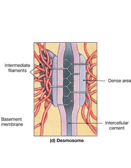 Desmosome-holds cells together, much