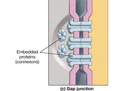 Gap junction-a channel between adjoining cells.